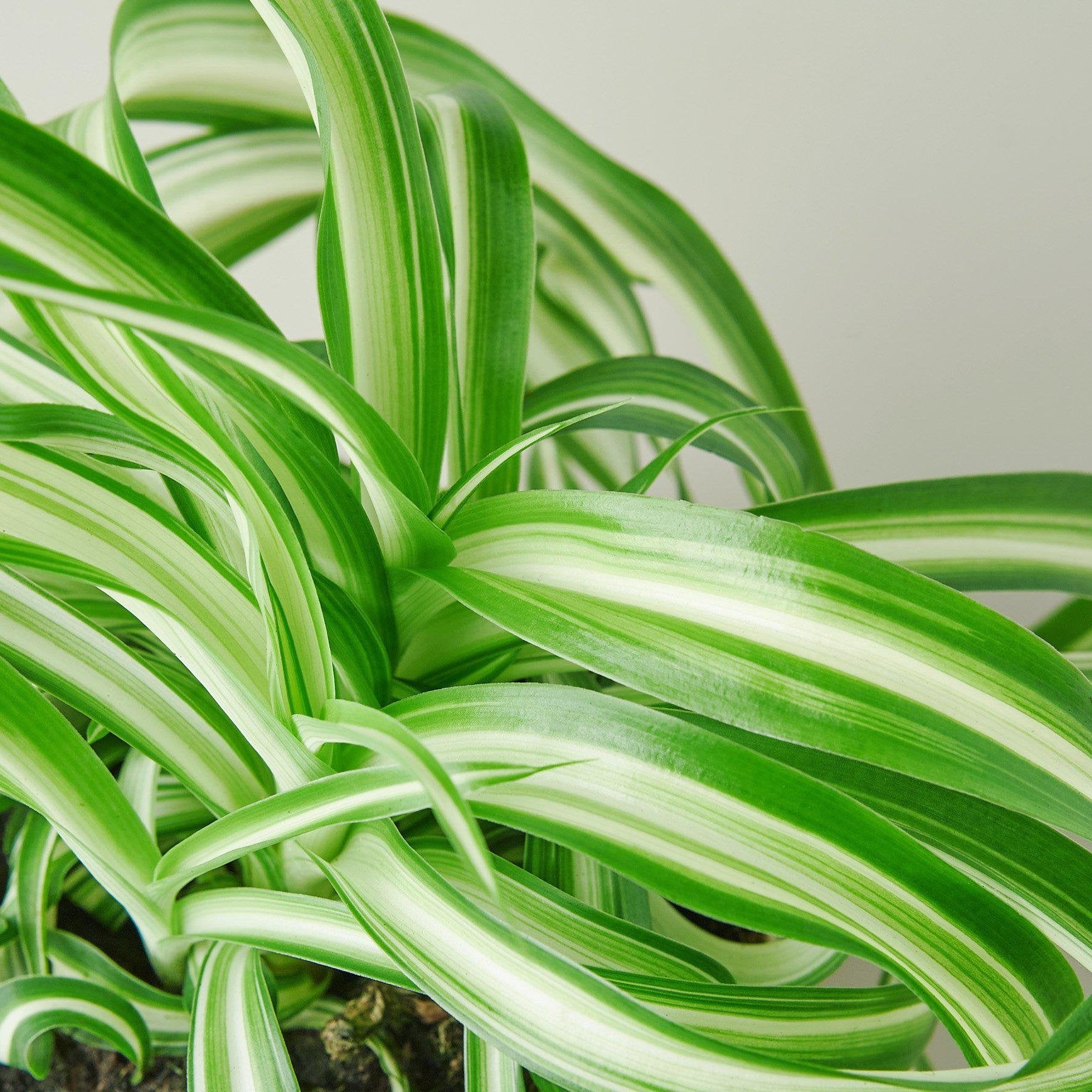 Spider Plant &