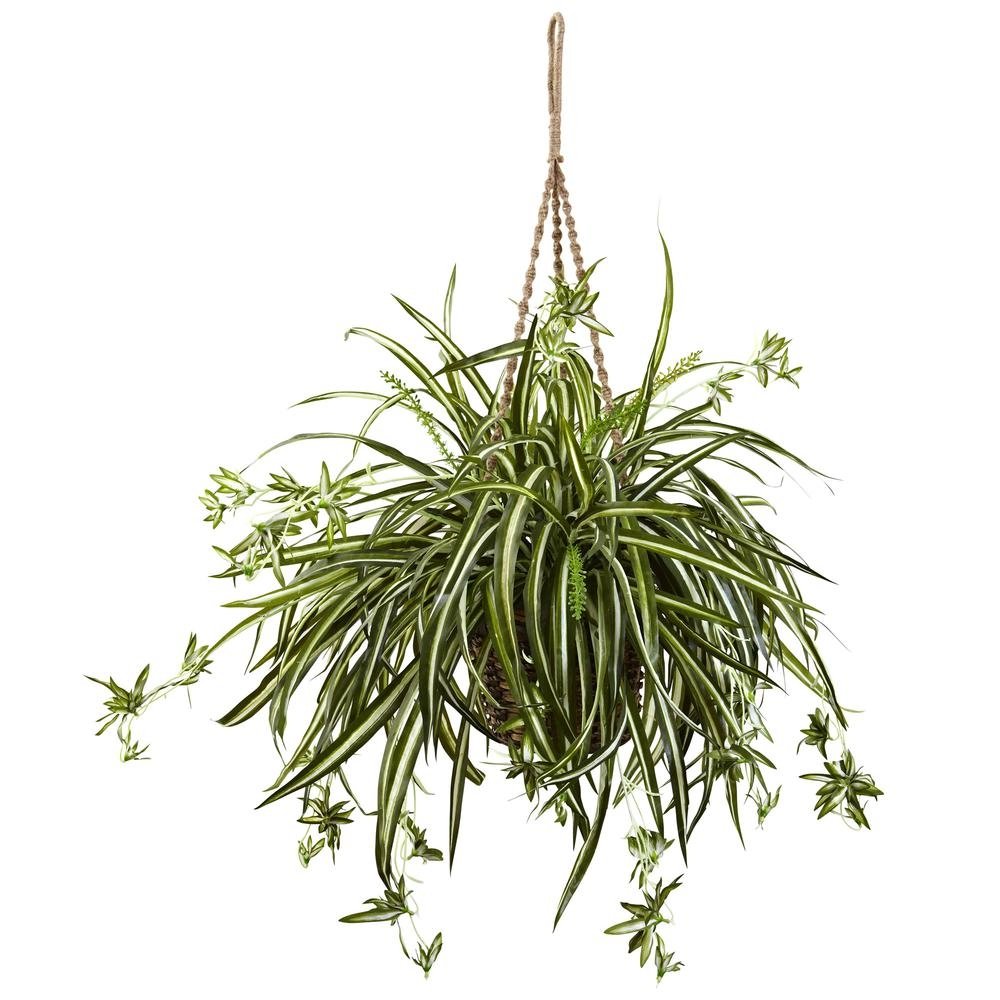 Spider Plant Hanging Basket - Ethereal Company