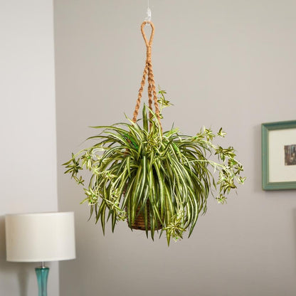 Spider Plant Hanging Basket - Ethereal Company