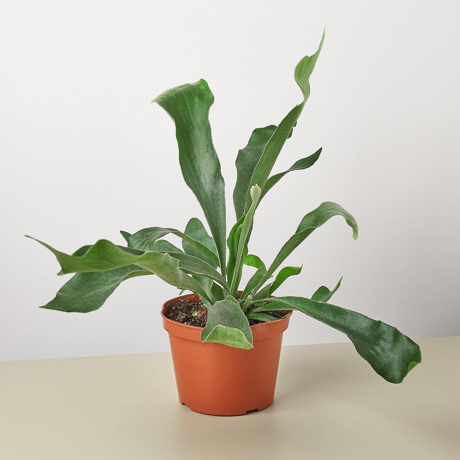Staghorn Fern - Ethereal Company