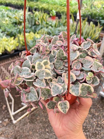String of Hearts Variegated - Ethereal Company