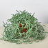 Succulent Senecio Succulent &