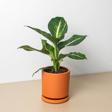 Terra Cotta Cylinder Planter - Ethereal Company