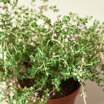 Thyme Herb &