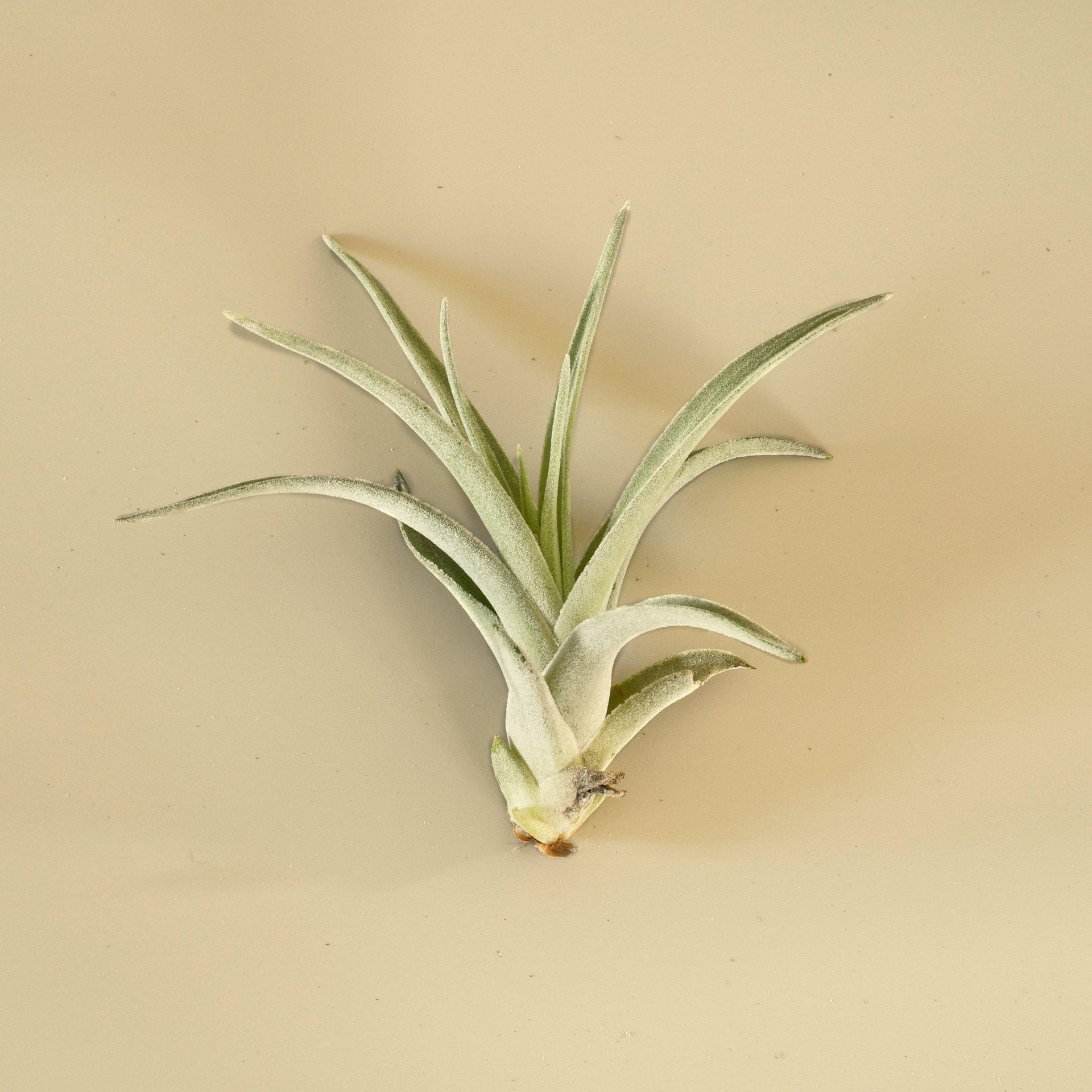 Tillandsia Air Plant Harrisii - Ethereal Company