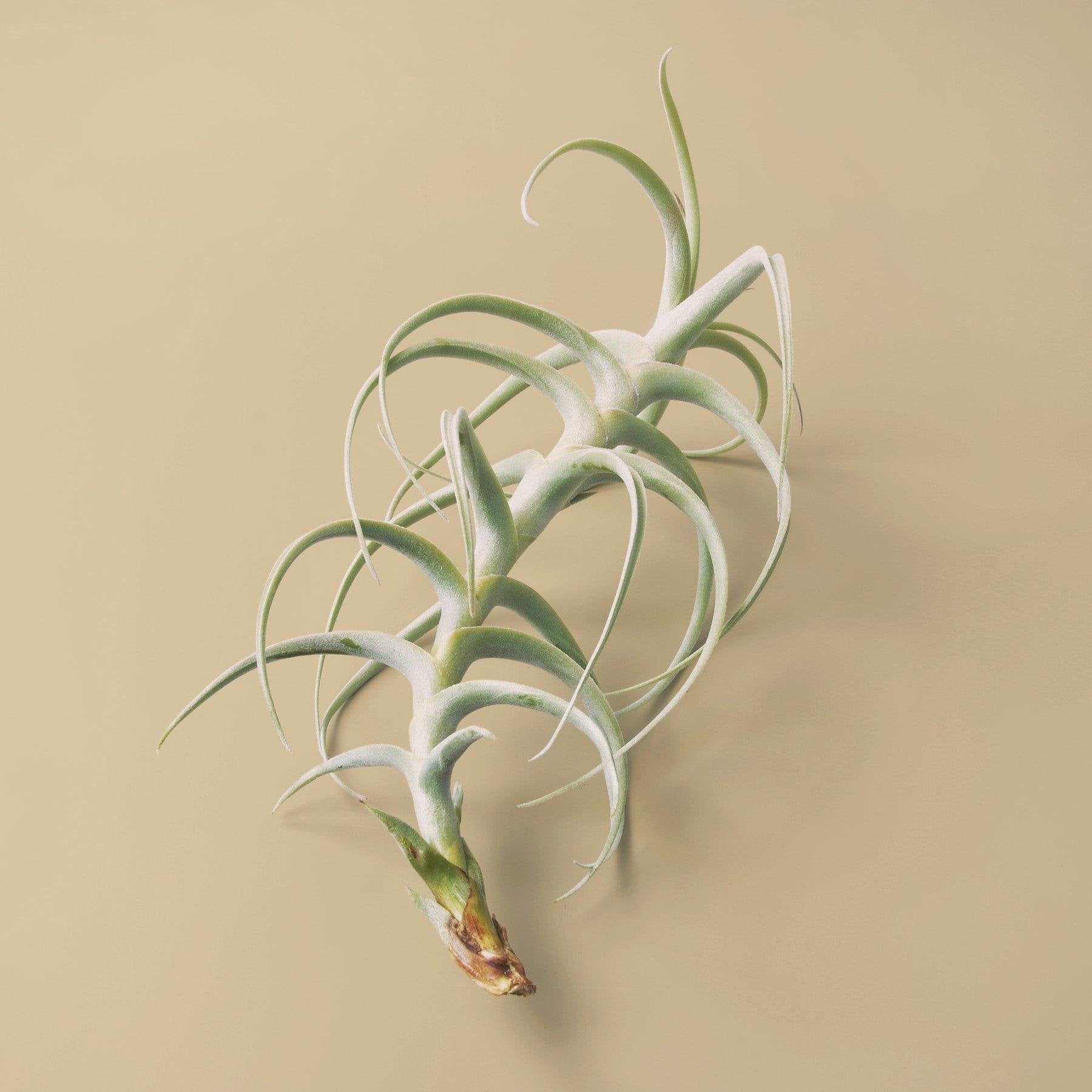 Tillandsia Air Plant Paleacea x Tectorum - Ethereal Company