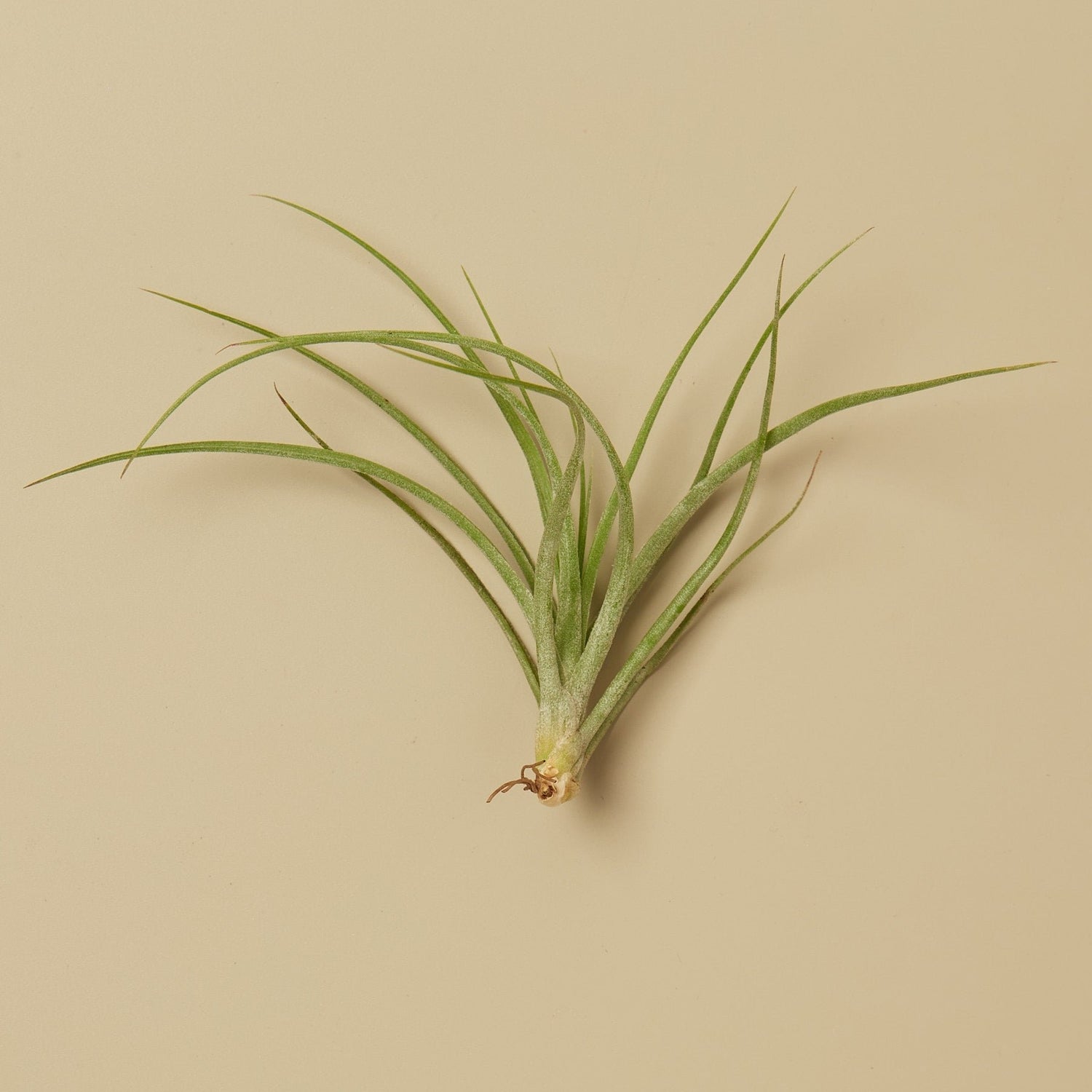Tillandsia Air Plant Stricta - Ethereal Company