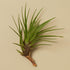 Tillandsia Air Plant Tricolor - Ethereal Company