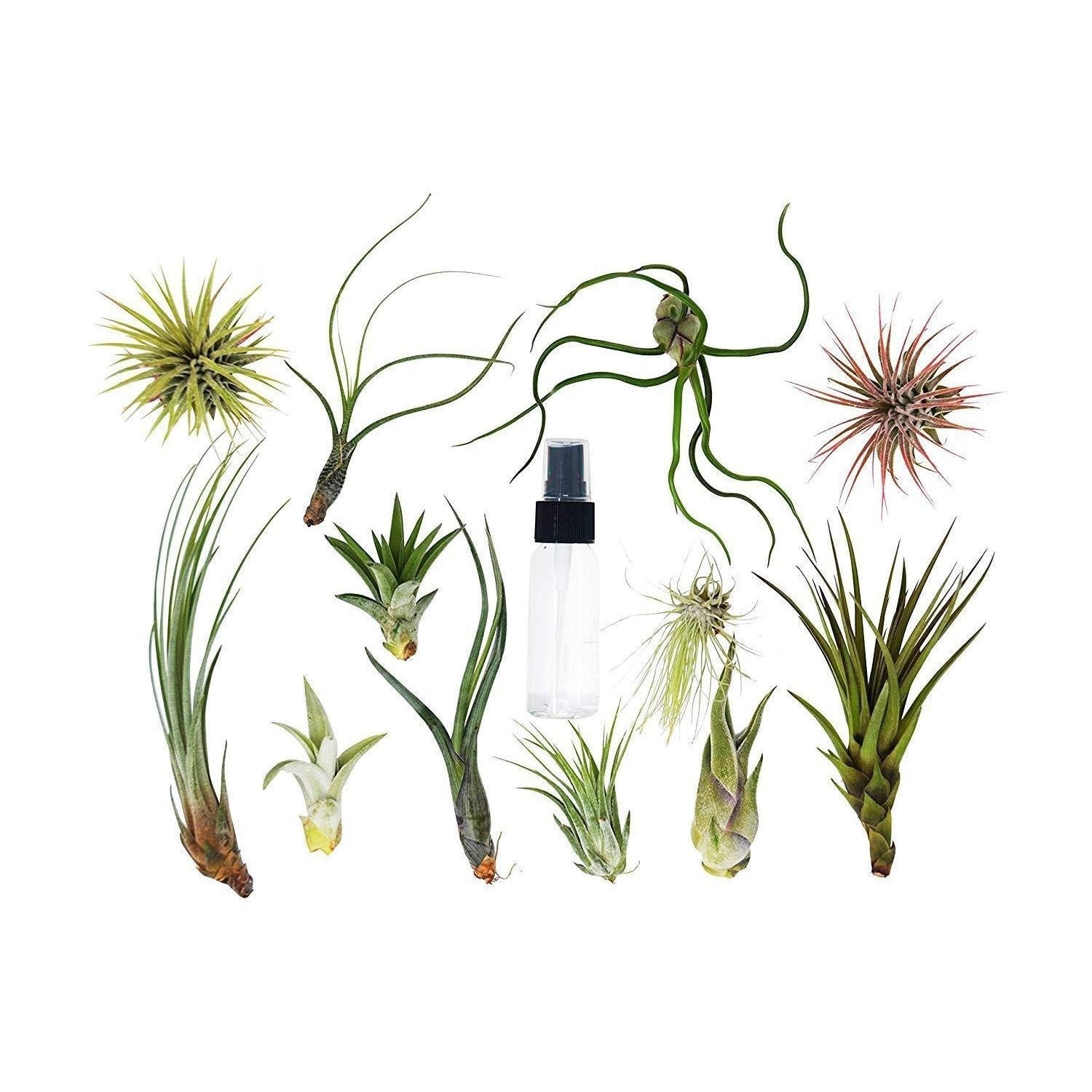 Tillandsia Air Plant Variety w/ Spray - 4 Pack - Ethereal Company