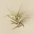 Tillandsia Air Plant Veluntina - Ethereal Company