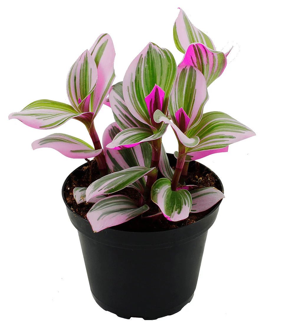 Tradescantia &