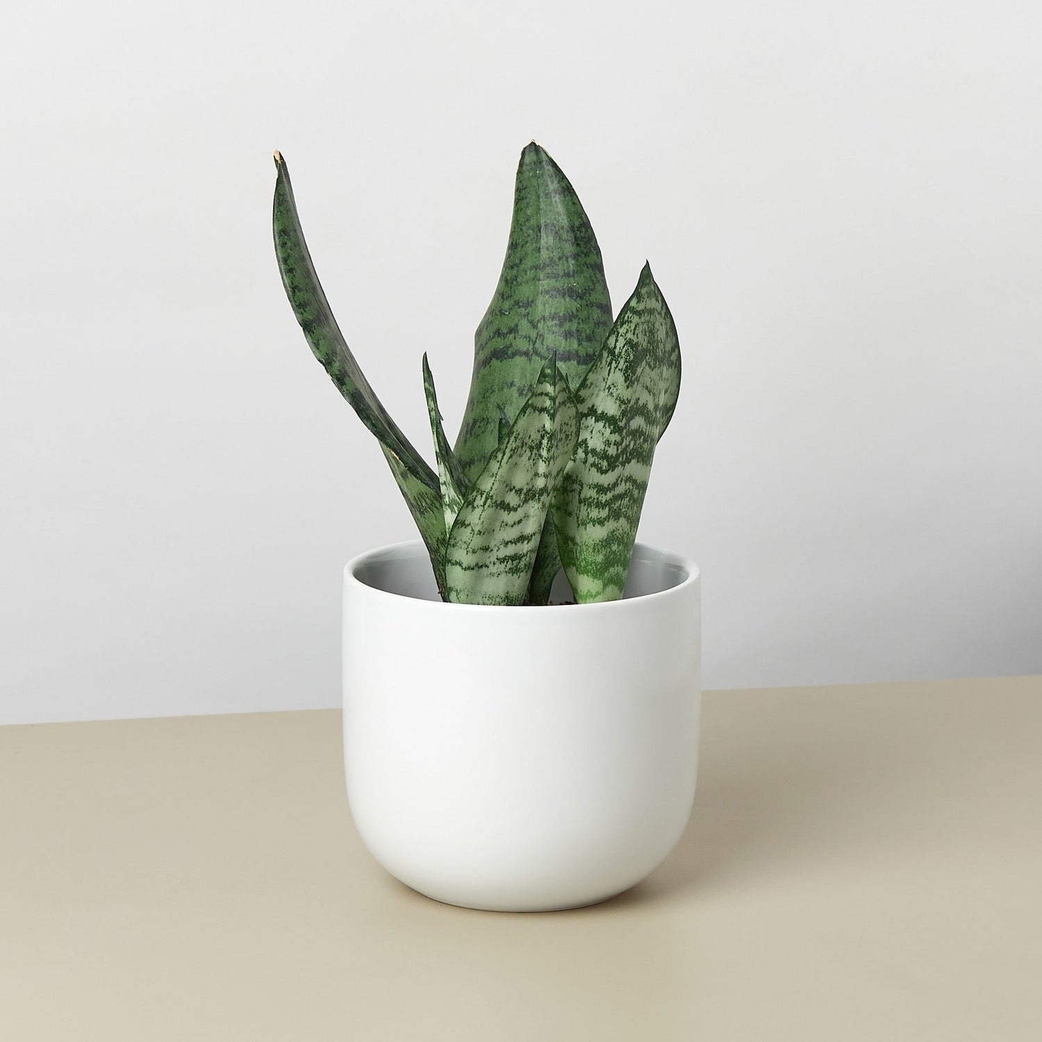 U-shape Pot - 5.5&quot; Pot - Ethereal Company