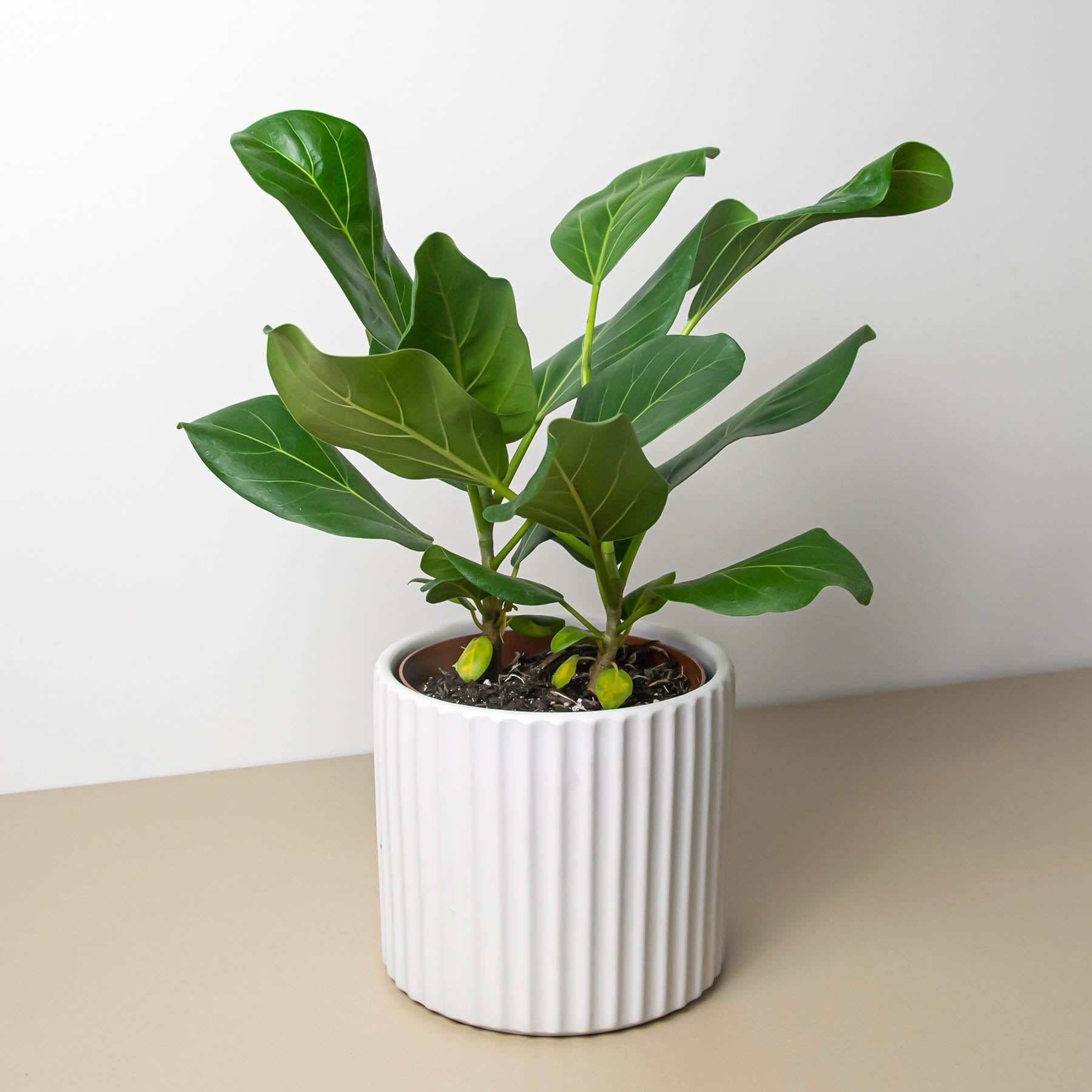 White Cylinder Textured Planter - 6&quot; Inch - Ethereal Company