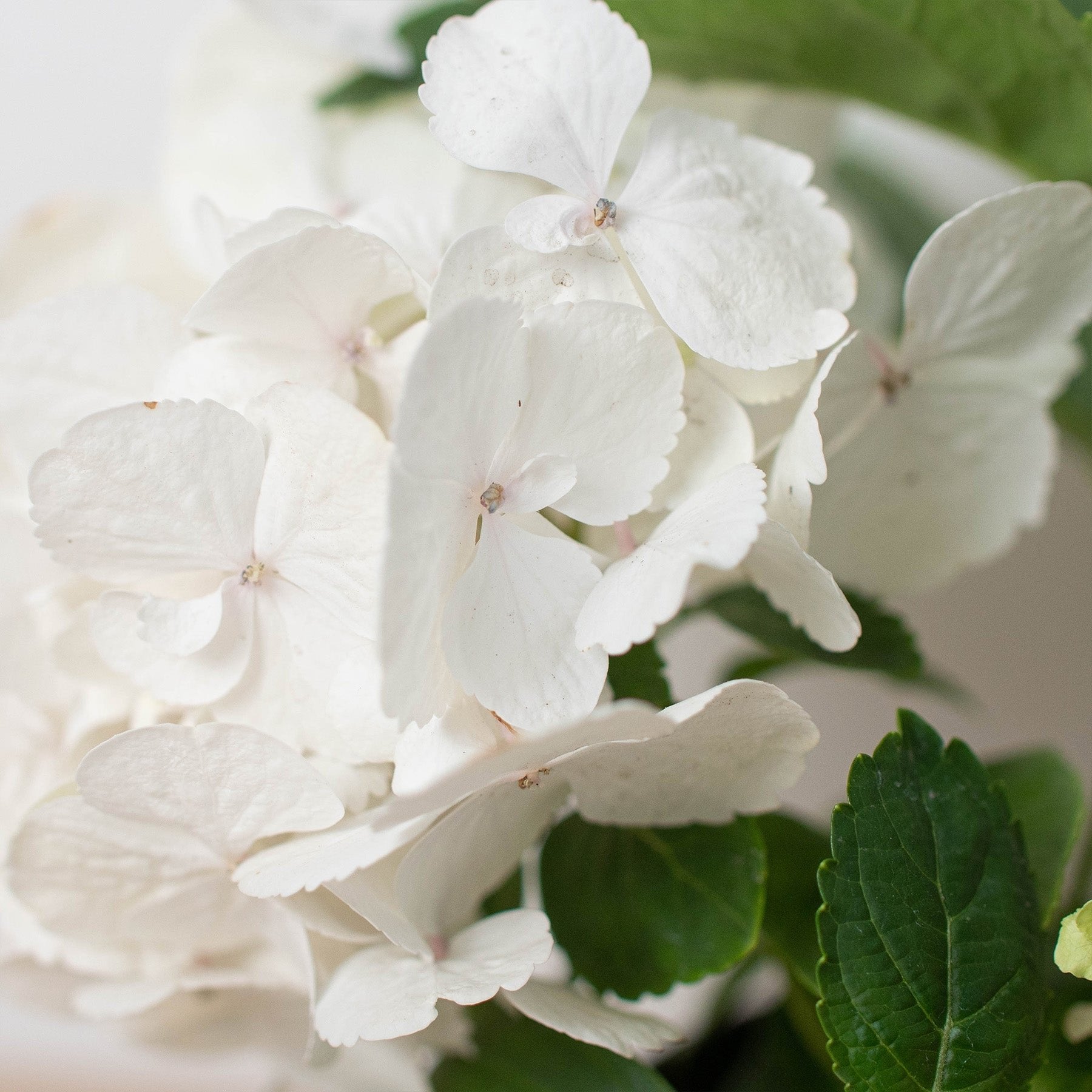 White Hydrangea - Ethereal Company