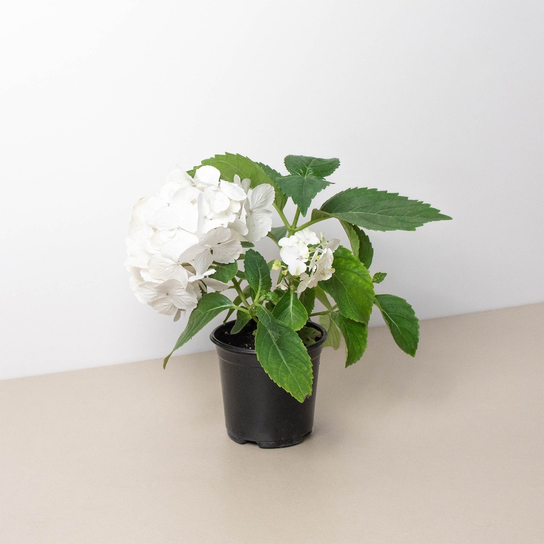 White Hydrangea - Ethereal Company