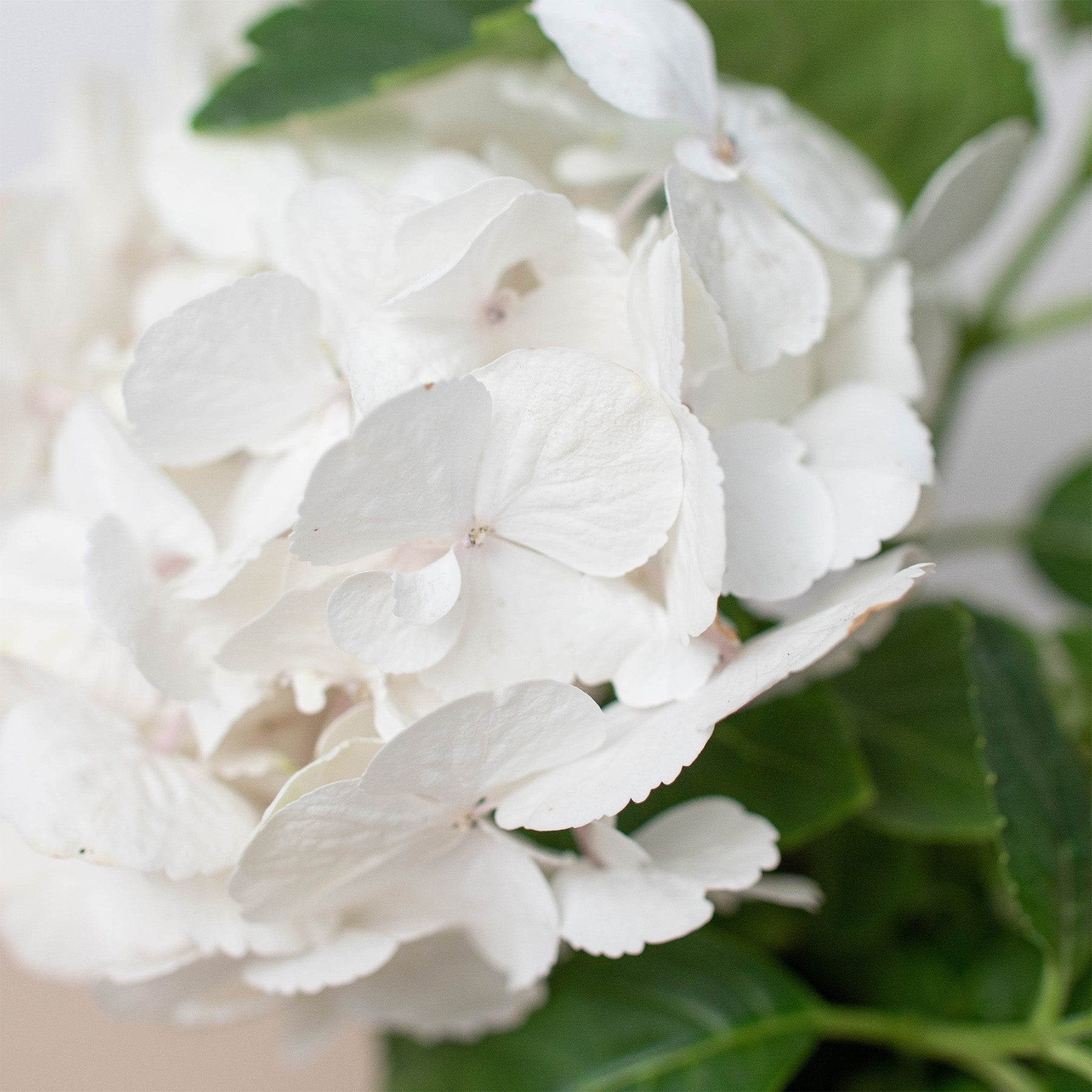 White Hydrangea - Ethereal Company