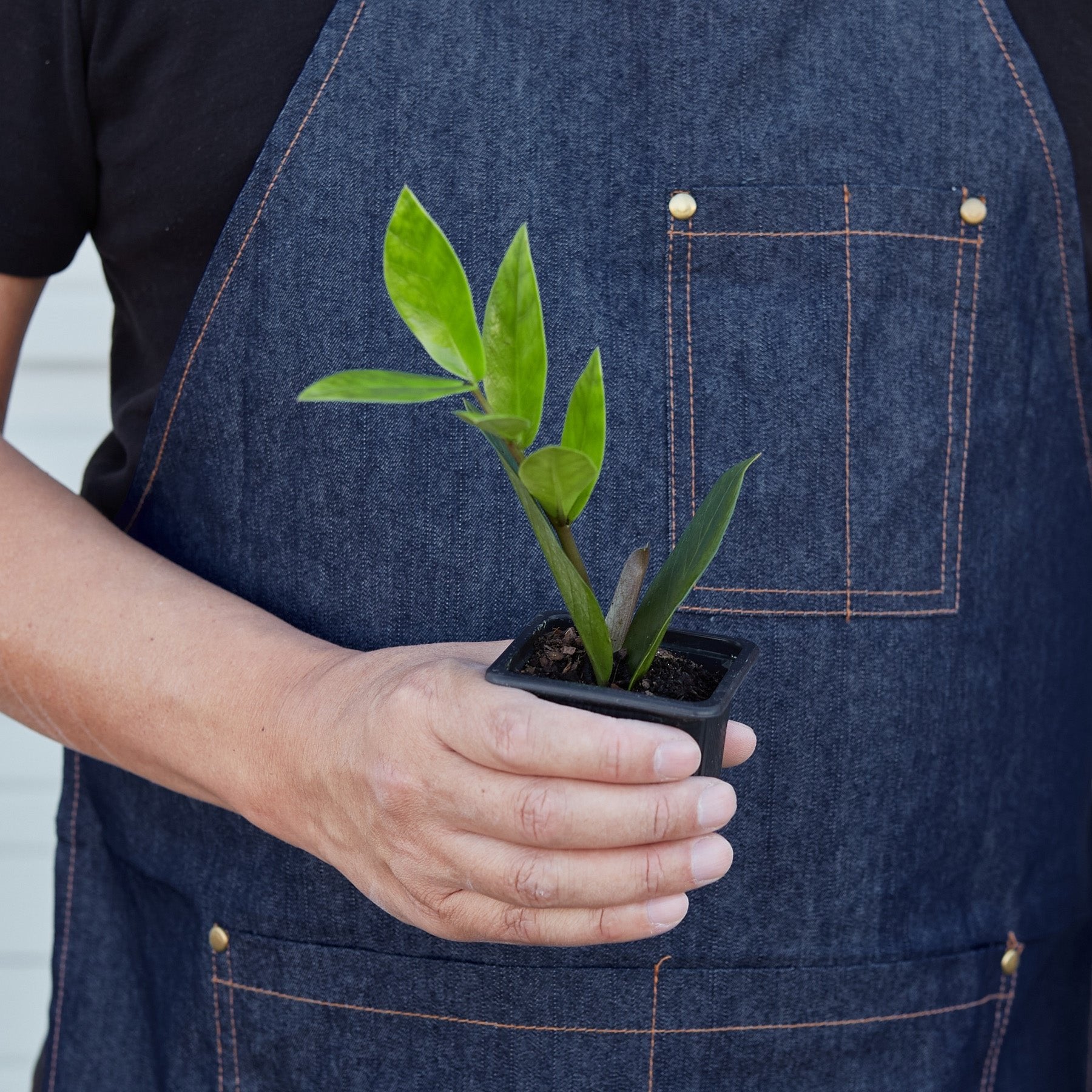 Zamioculcas Zamiifolia &