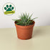 Zebra Succulent - Ethereal Company